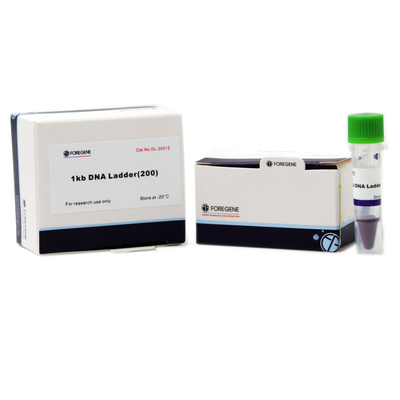 Elektroforesis Gel Agarose Menggunakan Tangga DNA Dengan Ukuran Mulai Dari 1 Kb Sampai 8 Kb