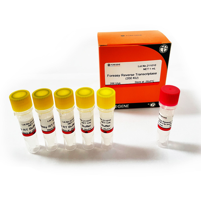 Foreasy Generasi Baru M-MLV Reverse Transcriptase RT Enzyme Foreasy