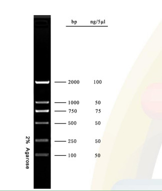 2000bp DNA Marker Agarose Gel PCR Kit Tangga DNA Untuk Penelitian