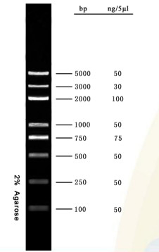 DNA Marker Agarose Gel PCR Kit DNA Ladder 5000bp Untuk Penelitian Tes Biologi Molekuler